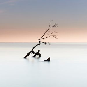 17088_Fotograf_Ulrik Andersson_Tree at sunset_